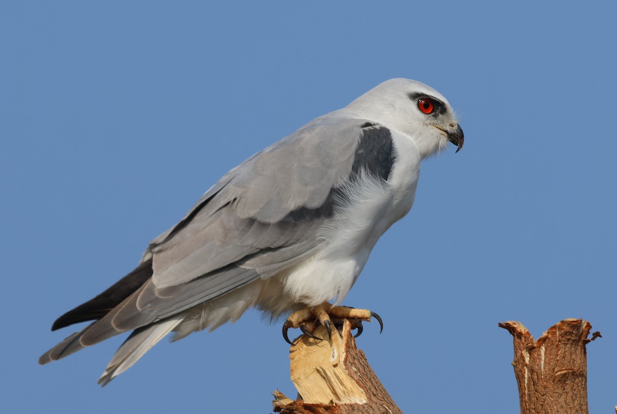 Дымчатый коршун - ML646828801