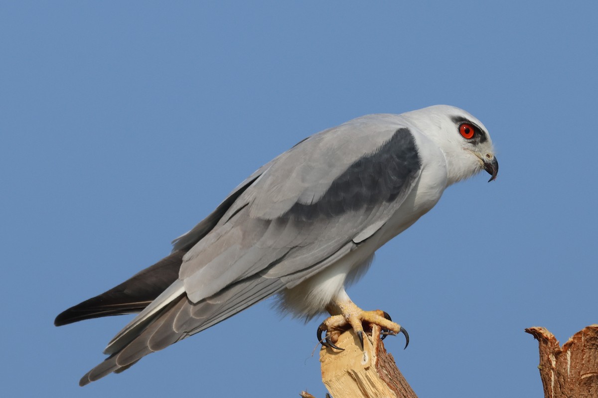 Дымчатый коршун - ML646828802