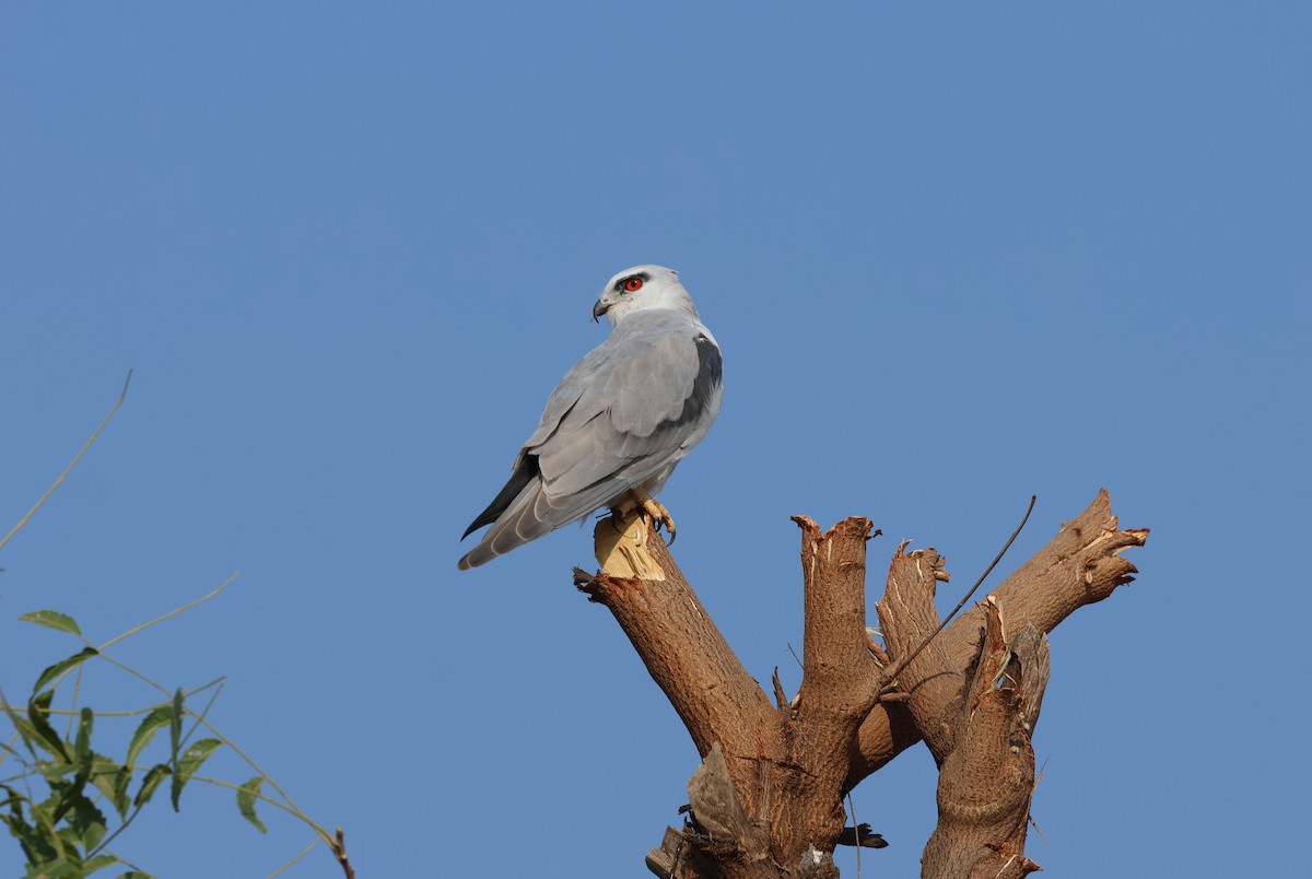 Дымчатый коршун - ML646828803