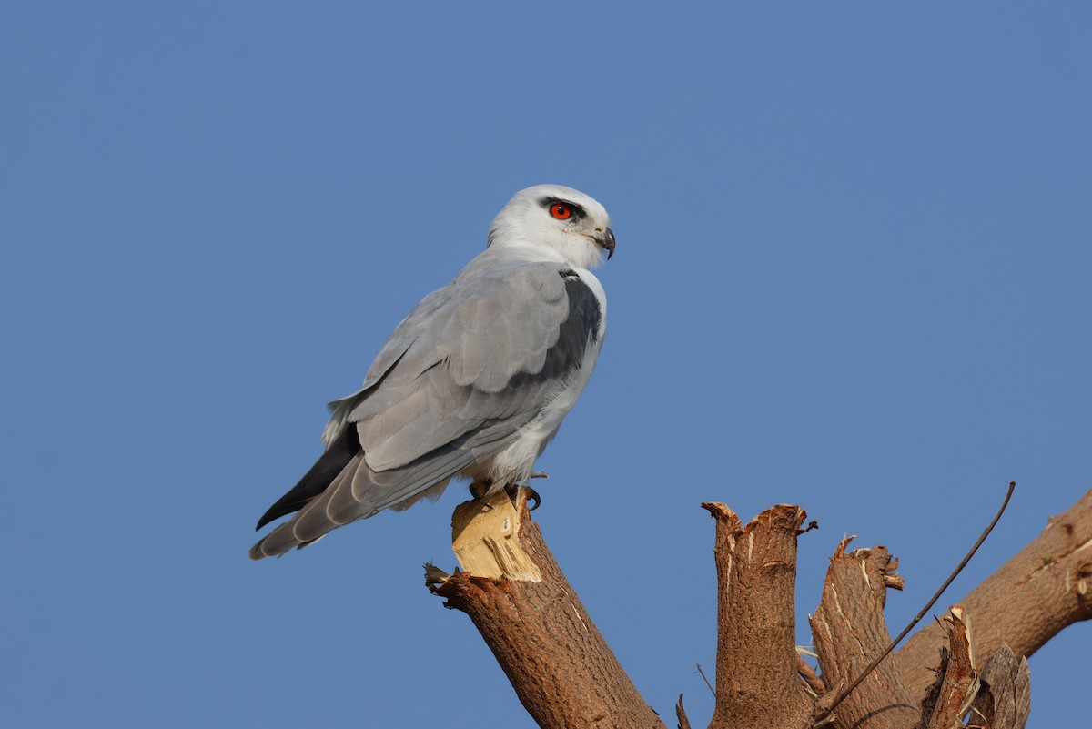 Elanio Común - ML646828804