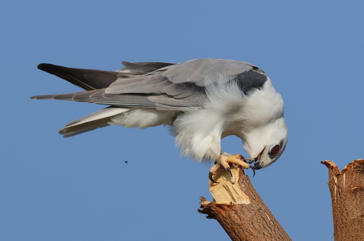 Elanio Común - ML646828805