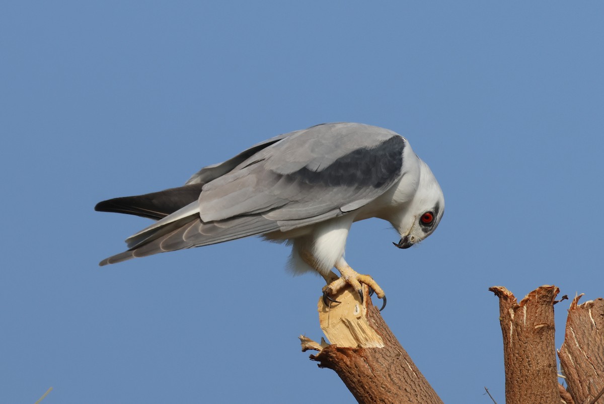 Elanio Común - ML646828806