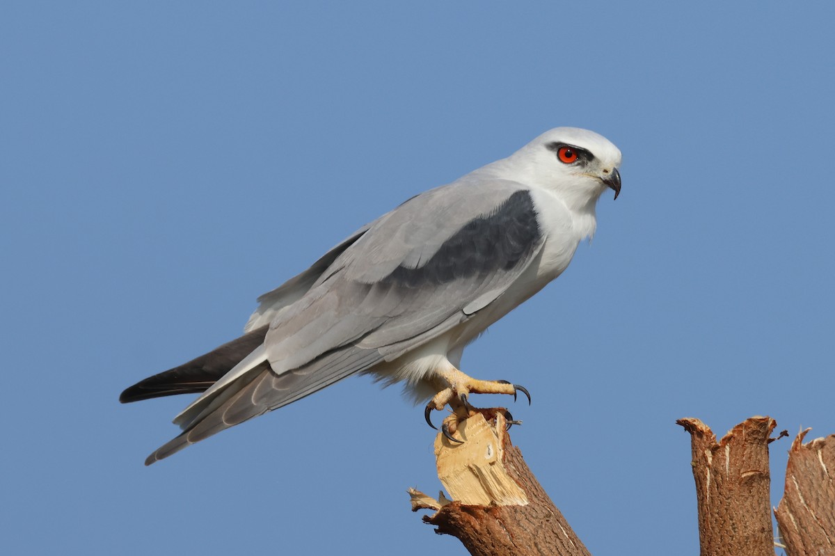 Elanio Común - ML646828807