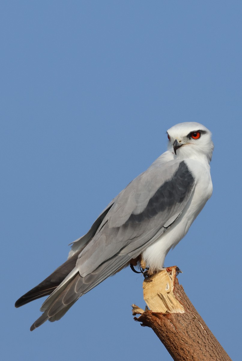 Elanio Común - ML646828808