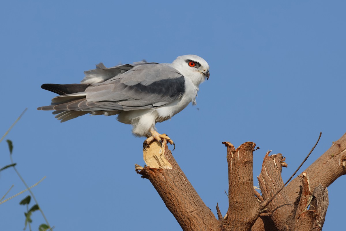 Elanio Común - ML646828809