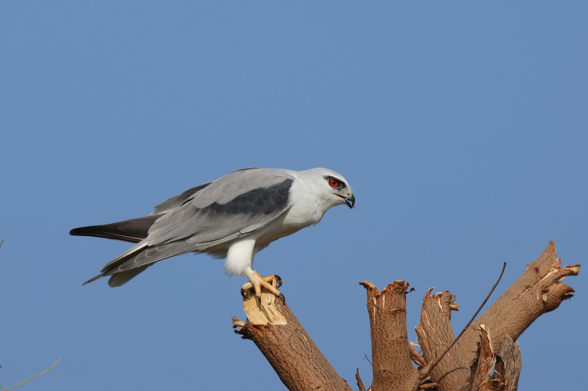 Elanio Común - ML646828810