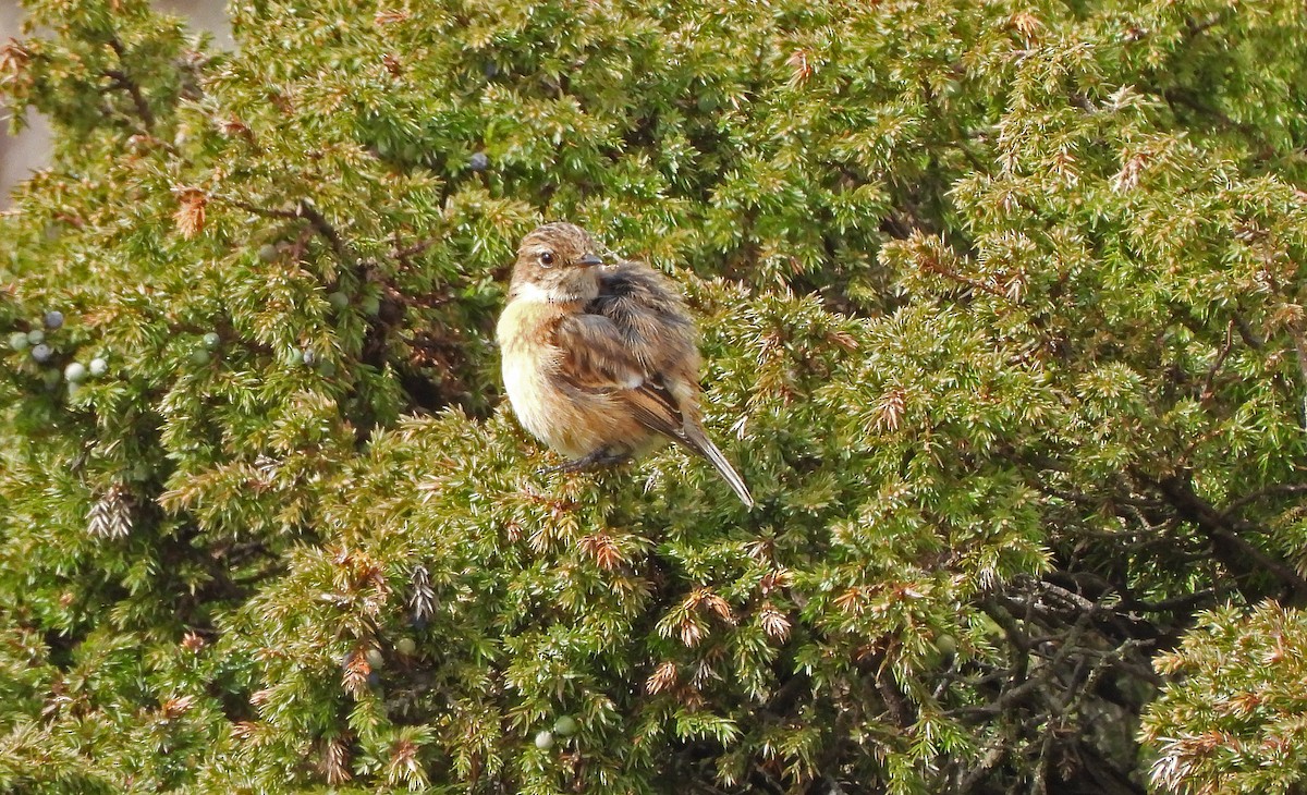 European Stonechat - ML646828812
