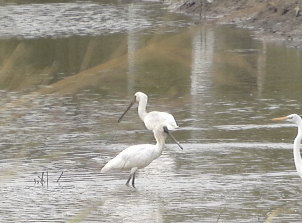 Black-faced Spoonbill - ML646828813