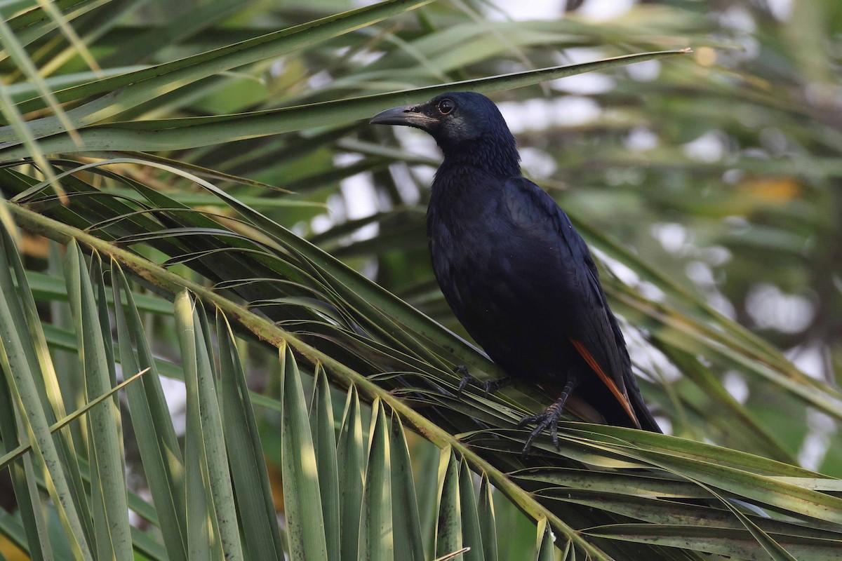 Kızılkanat - ML646828814