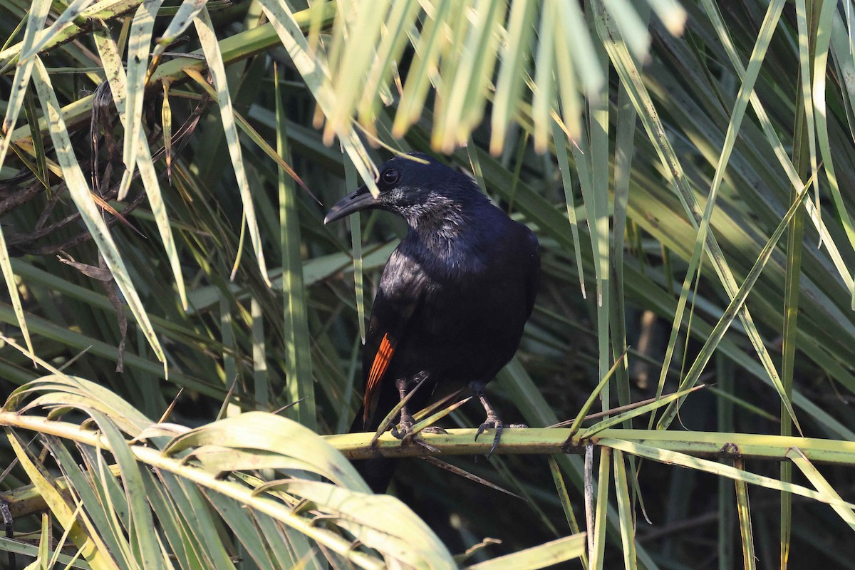 Kızılkanat - ML646828815