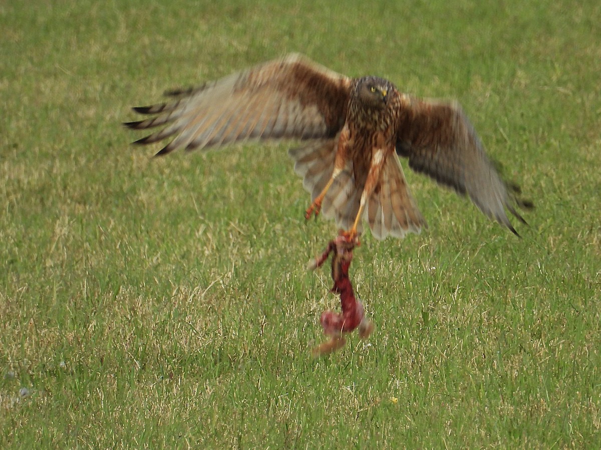 Swamp Harrier - ML646828817