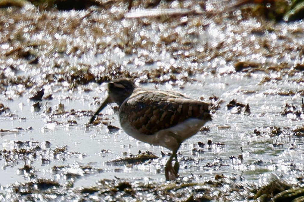 Mingor argia - ML646828818