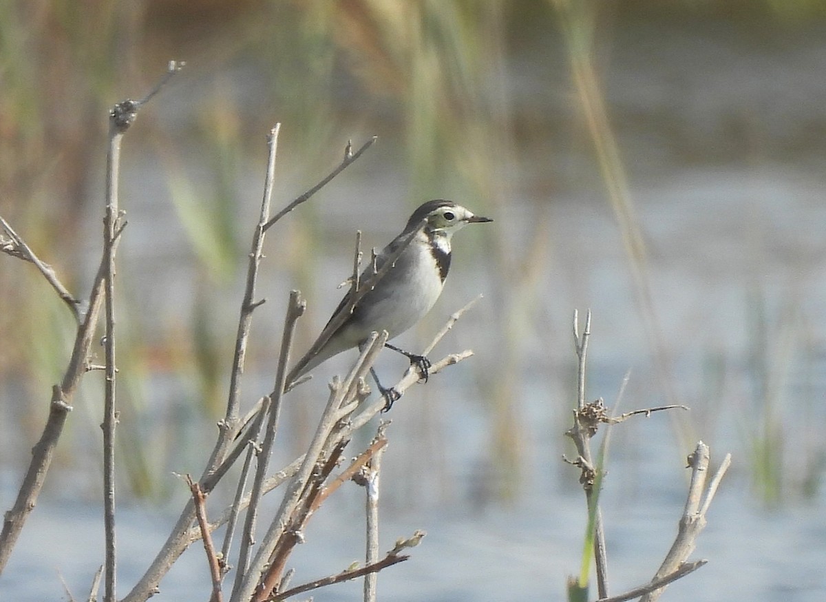 White Wagtail (White-faced) - ML646828821