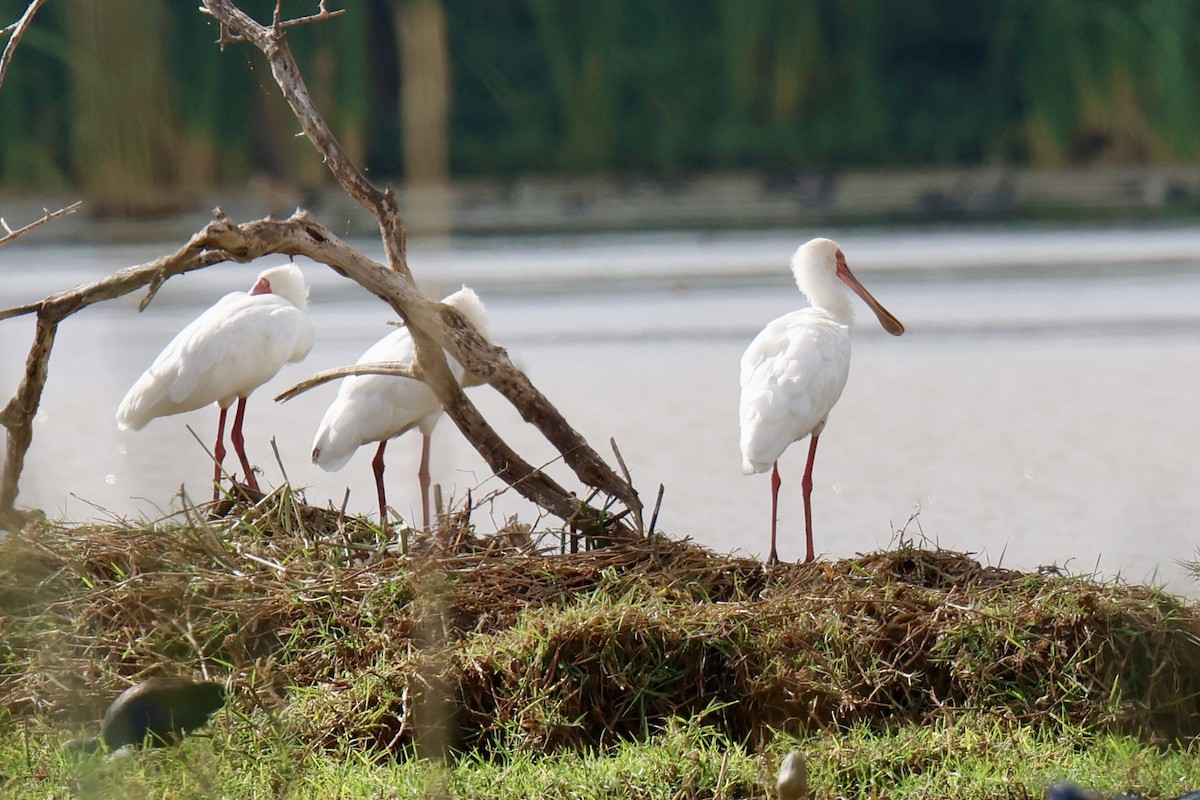 Mokozabal afrikarra - ML646828822