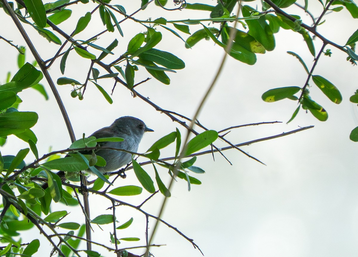 Sooty Tyrannulet - ML646828823