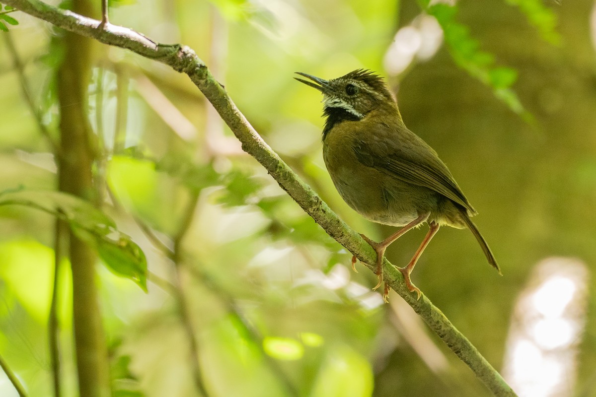 Fernwren - ML646828824