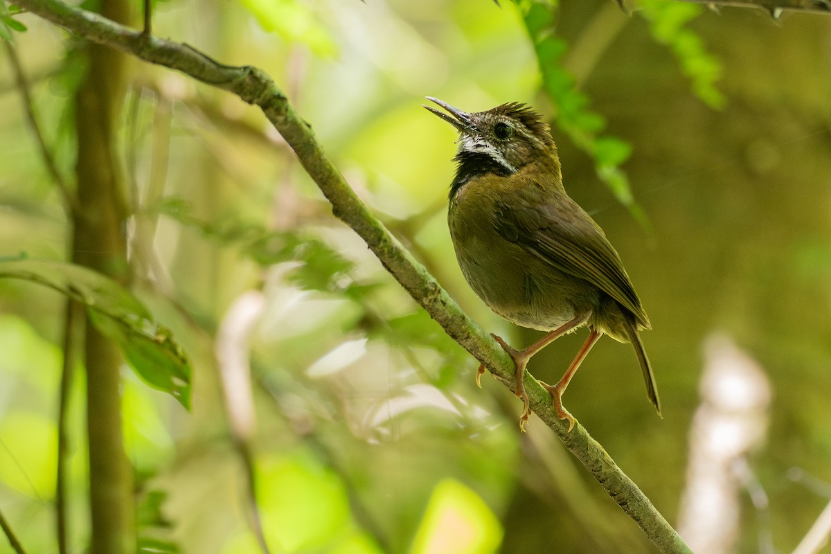 Fernwren - ML646828825