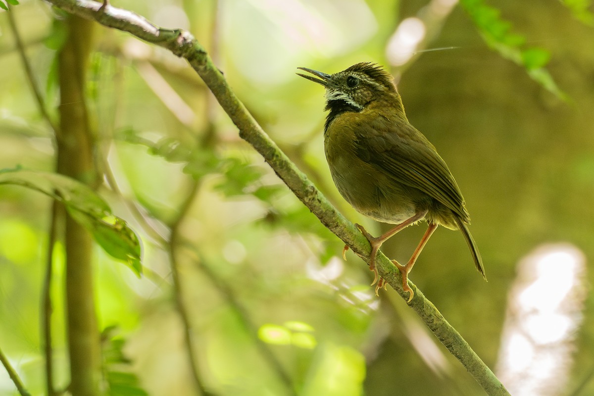 Fernwren - ML646828826