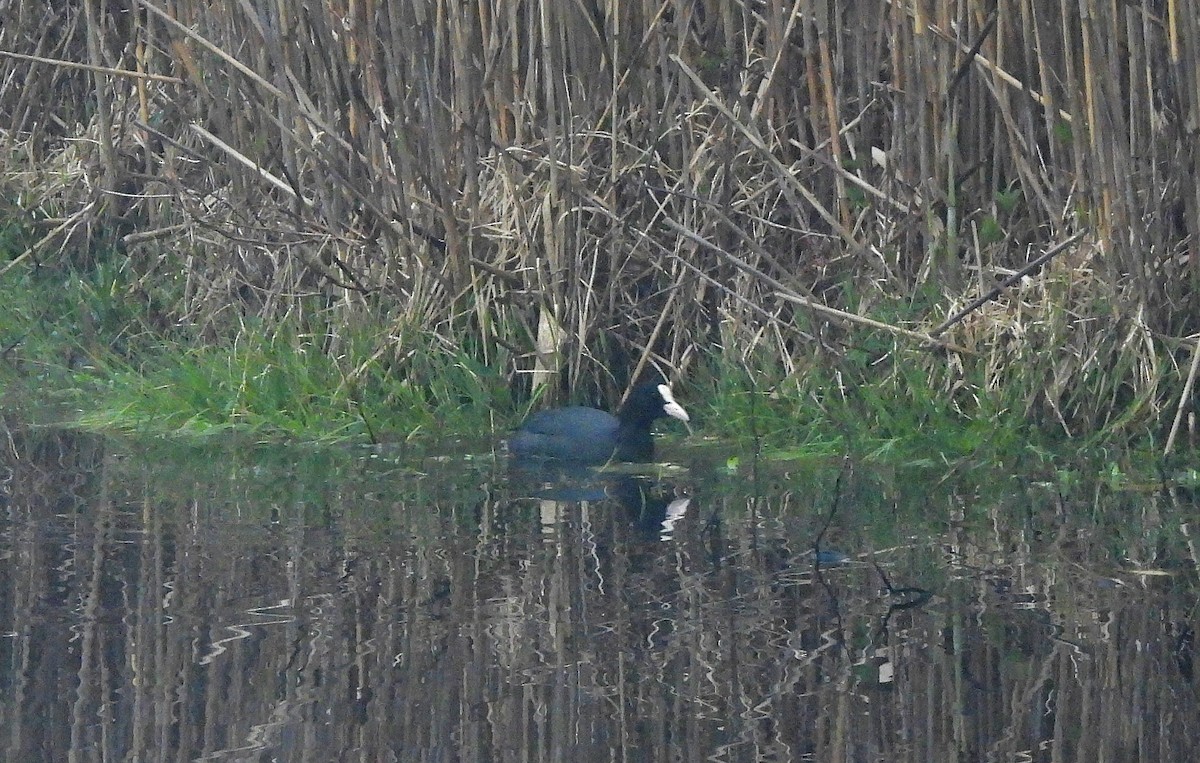 Eurasian Coot - ML646828827