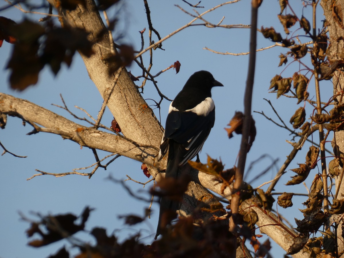 Black-billed Magpie - ML646828832