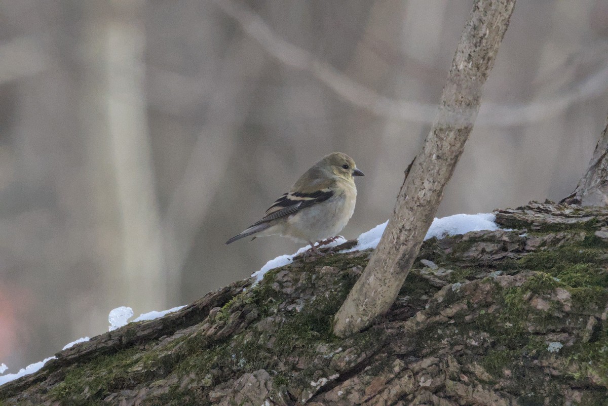 American Goldfinch - ML646828833