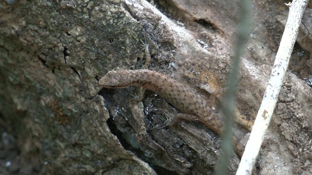 Pale-lipped Shadeskink - ML646828844