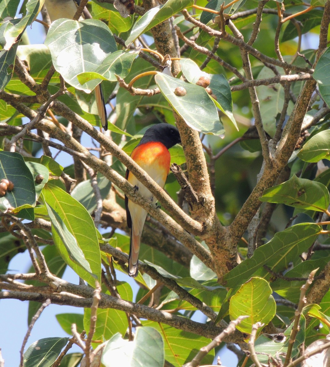 Zwergmennigvogel - ML646828852