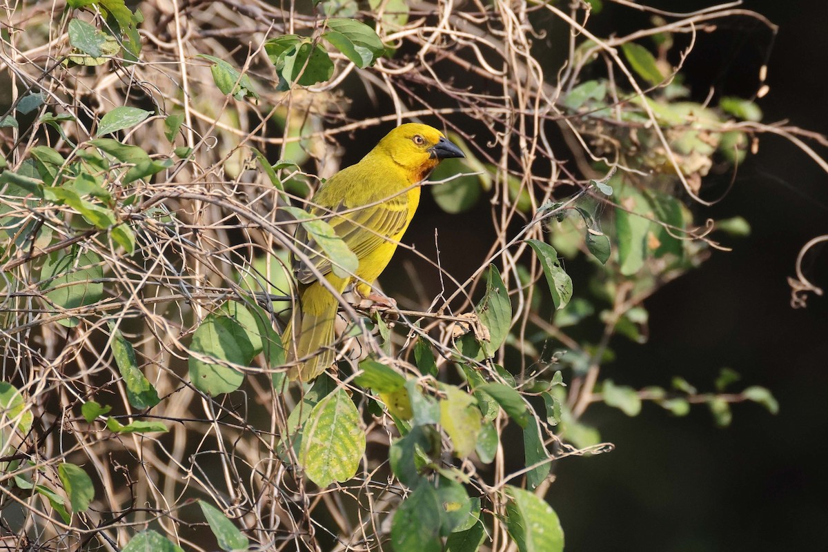Holub's Golden-Weaver - ML646828853