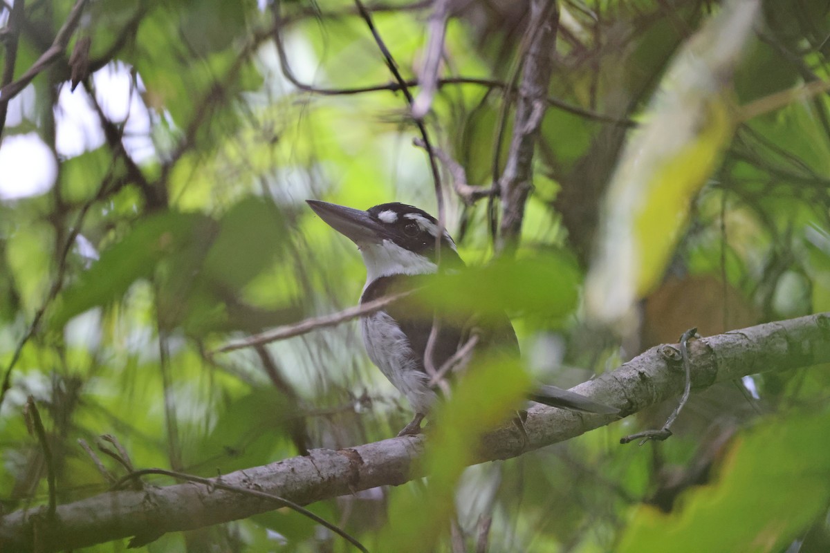 Альціон молуцький - ML646828857