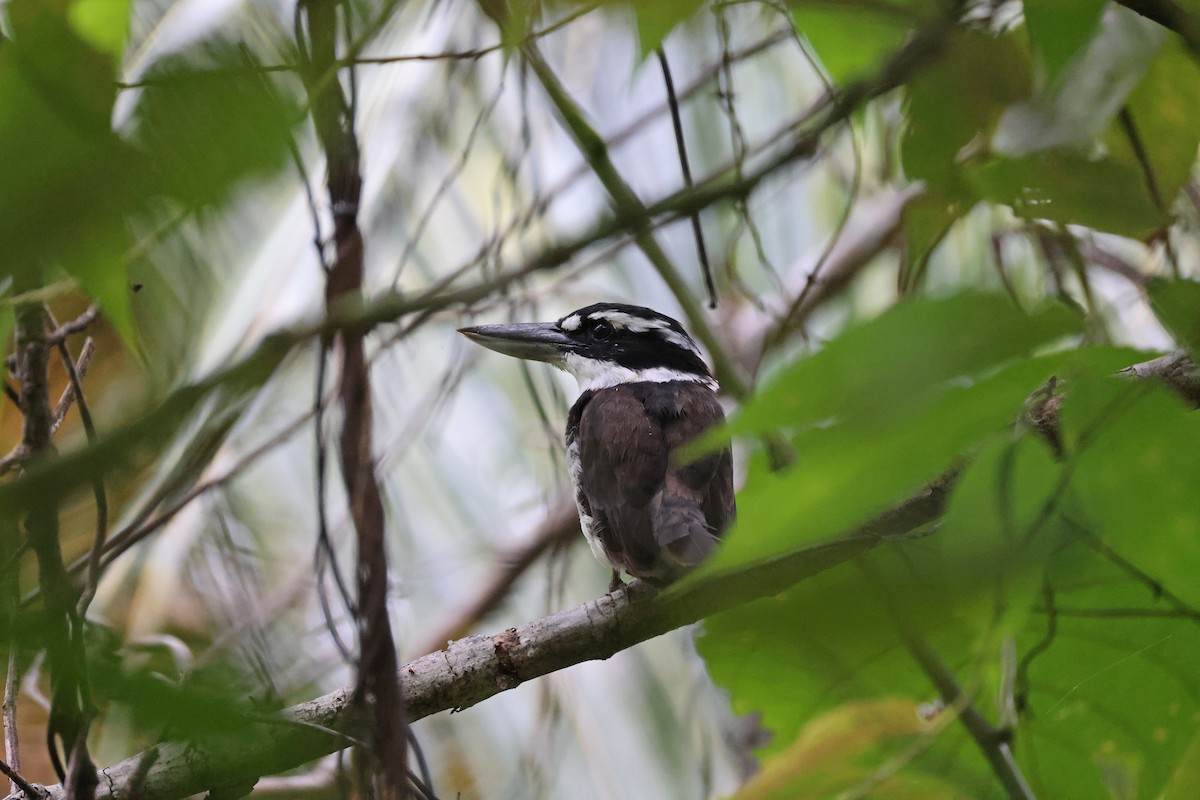 Альціон молуцький - ML646828858