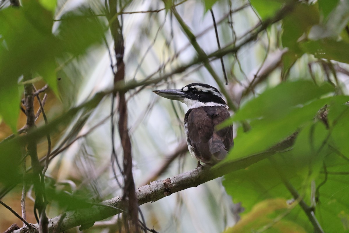 Альціон молуцький - ML646828859