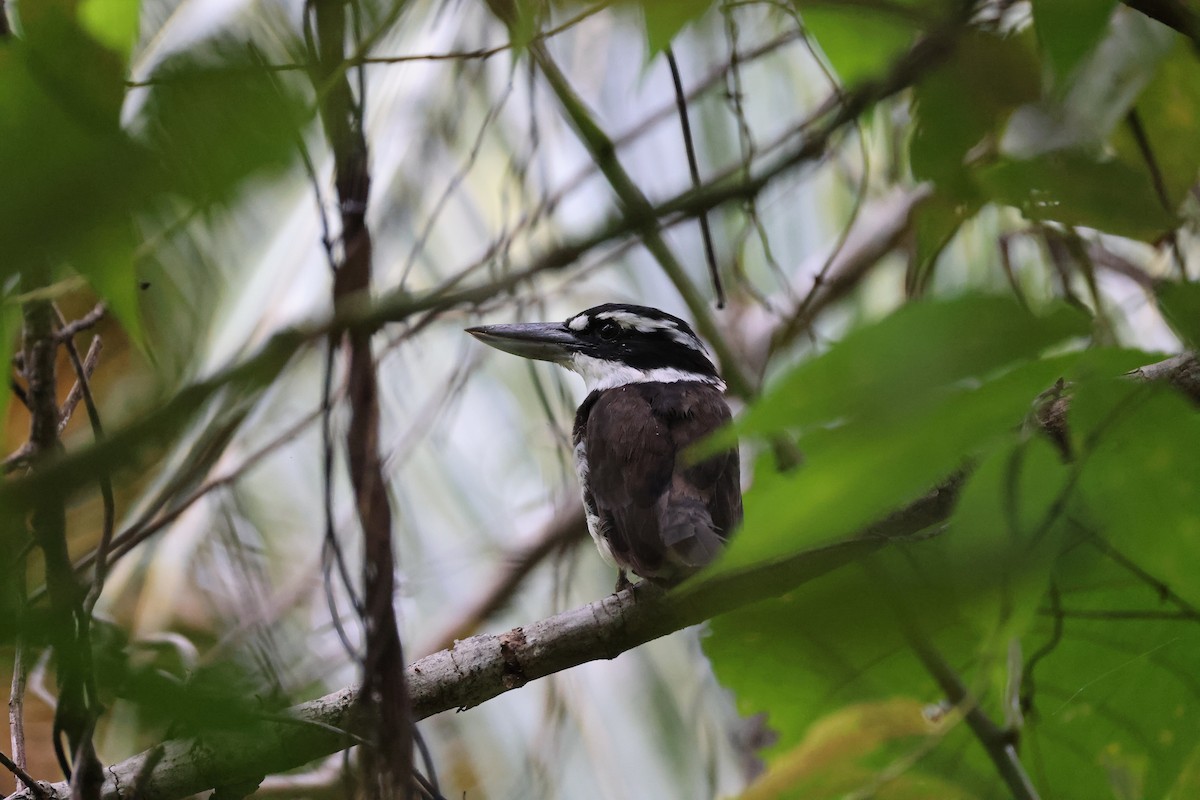 Альціон молуцький - ML646828860