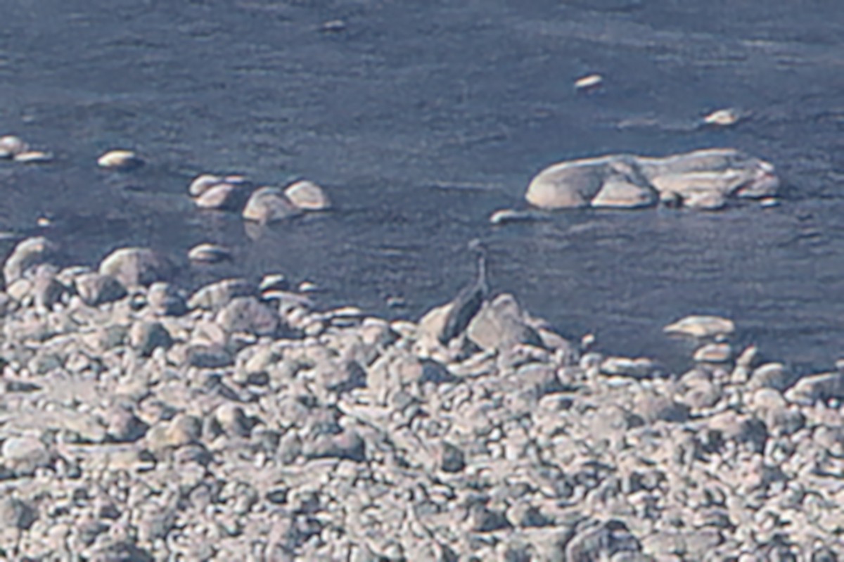 Чапля білочерева - ML646828863