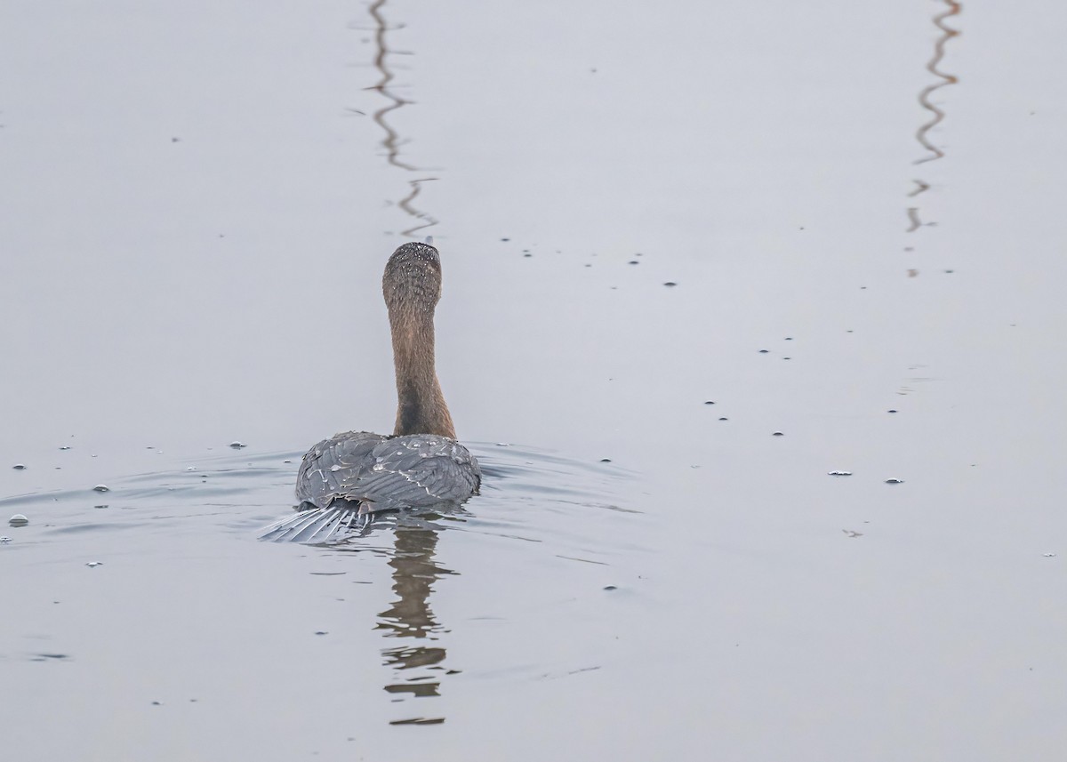 Great Cormorant - ML646828864