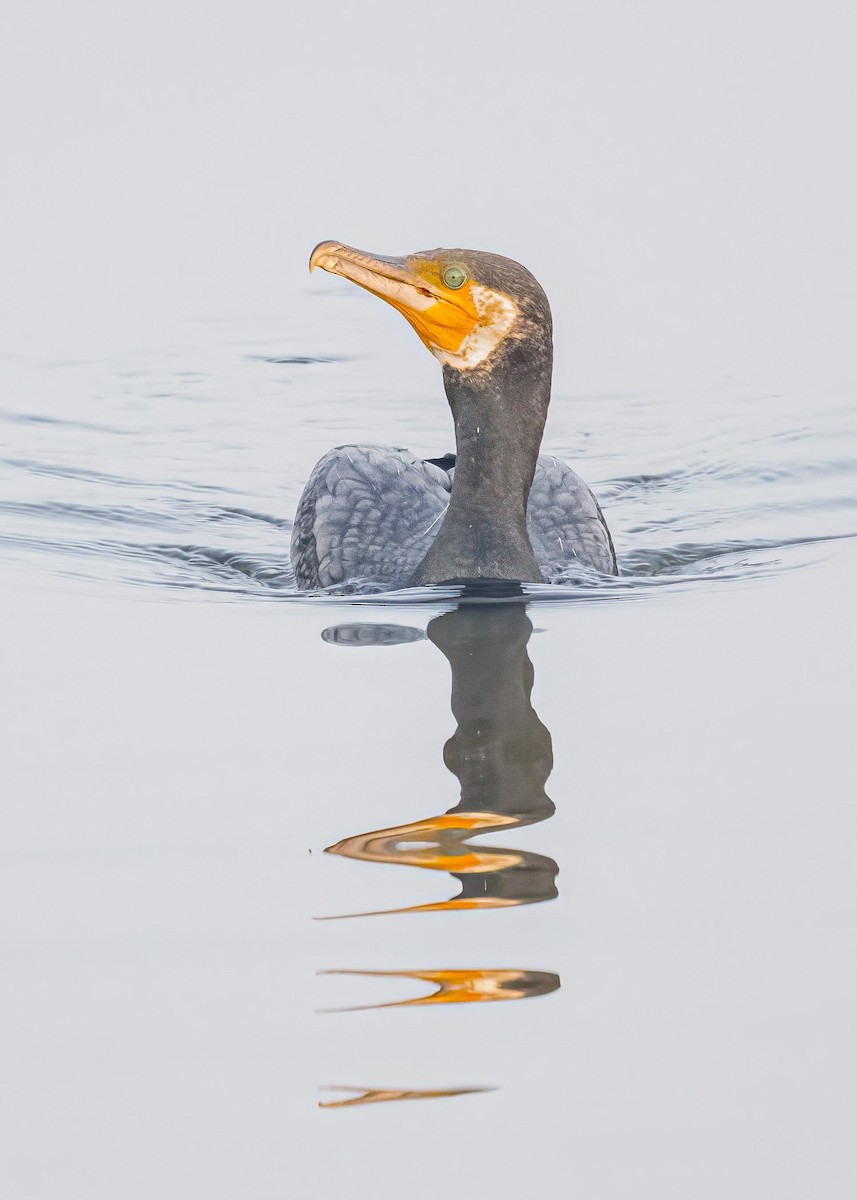 Great Cormorant - ML646828865