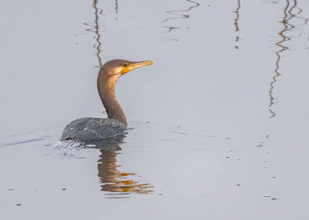 Great Cormorant - ML646828866