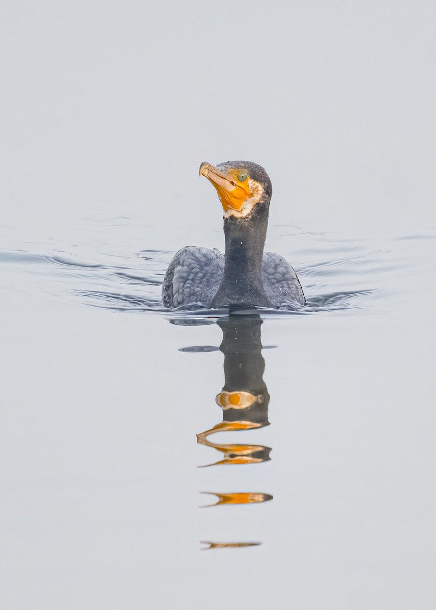 Great Cormorant - ML646828867