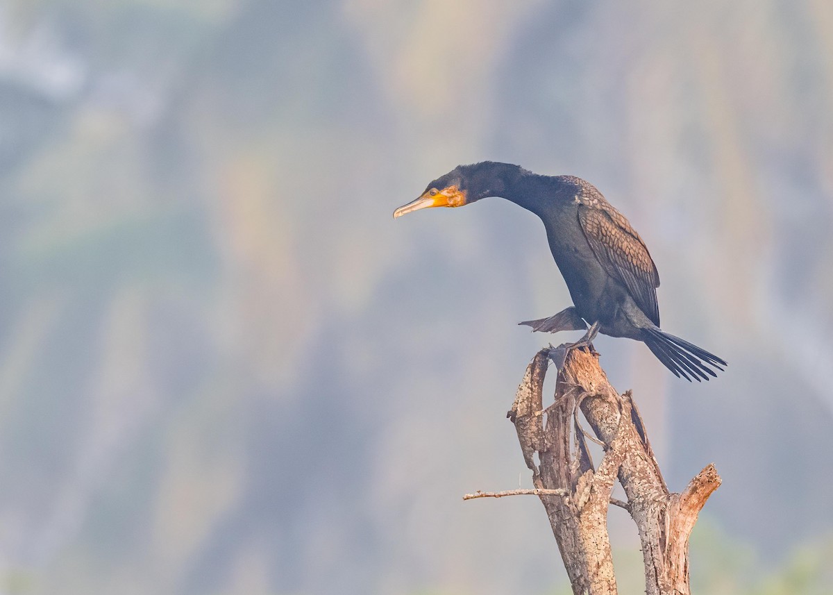 Great Cormorant - ML646828868