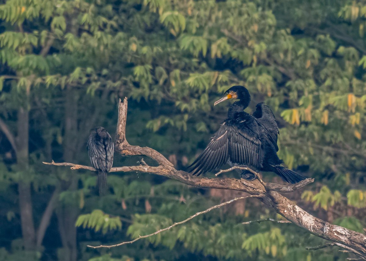 Great Cormorant - ML646828869