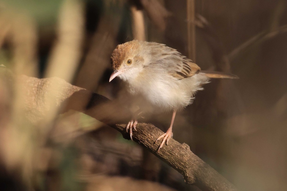 Rattling Cisticola - ML646828870