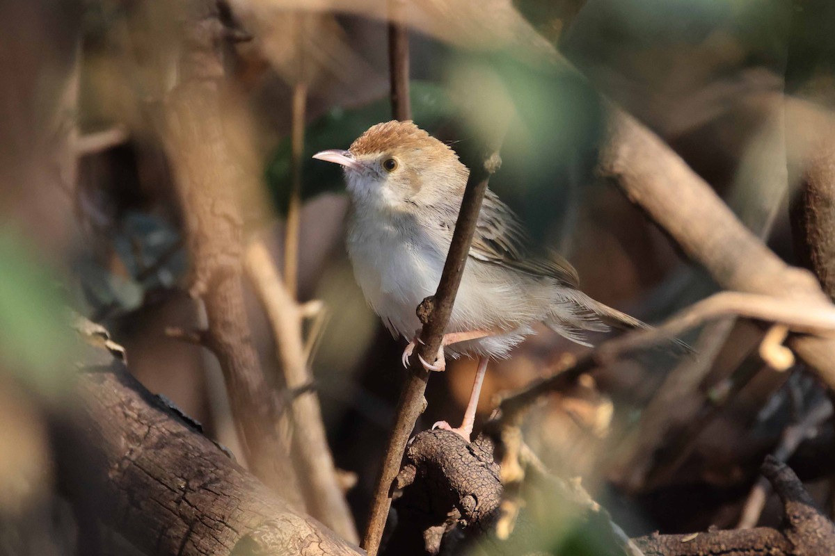Rattling Cisticola - ML646828871