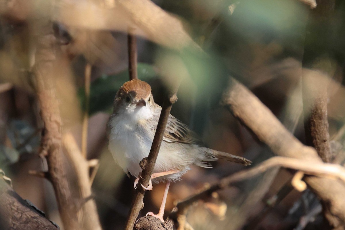 Rattling Cisticola - ML646828872