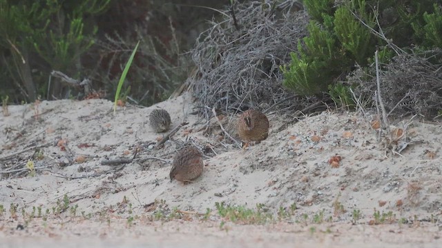 Brown Quail - ML646828873