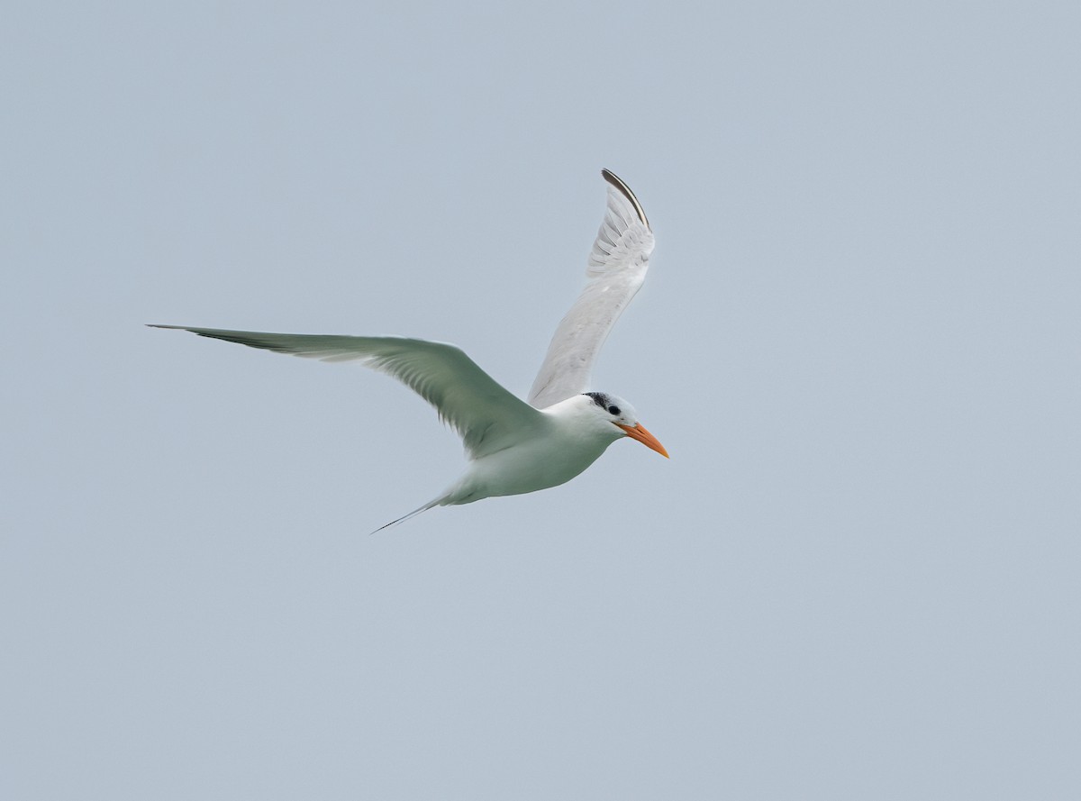 Royal Tern - ML646828874