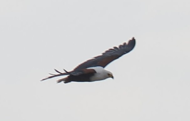 African Fish-Eagle - ML646828880