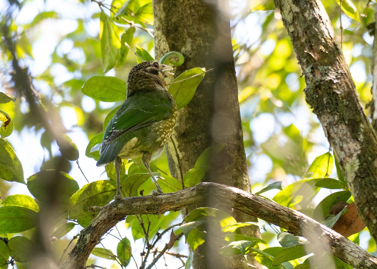 Spotted Catbird - ML646828882