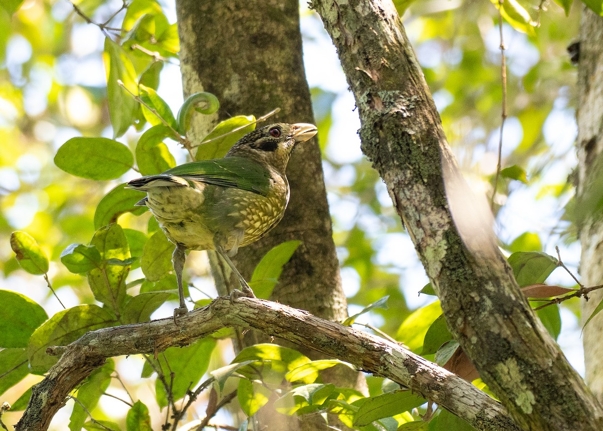 Spotted Catbird - ML646828884