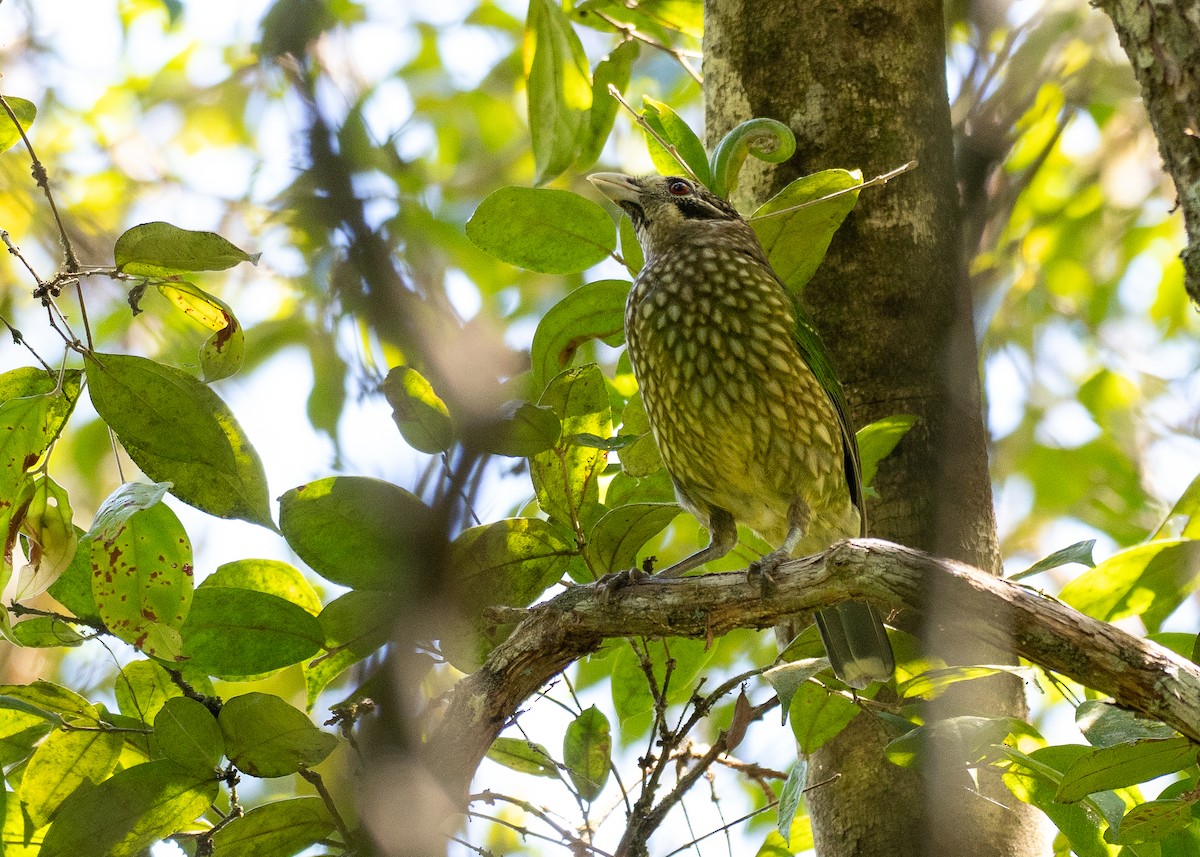 Spotted Catbird - ML646828885