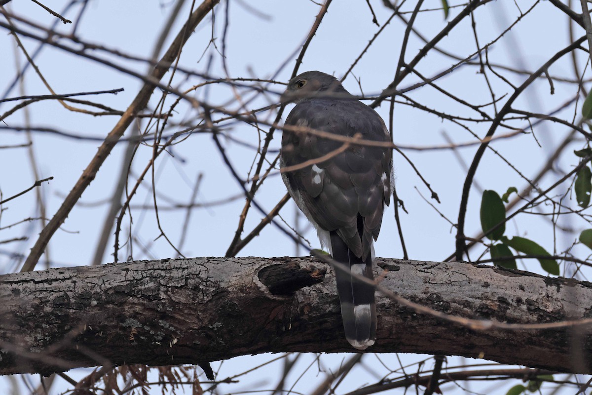 Lizard Buzzard - ML646828889