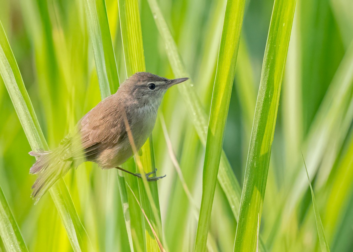 rákosník pokřovní - ML646828892